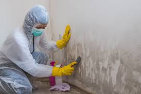 Best Environmental Consulting for Mold Prevention  in USA